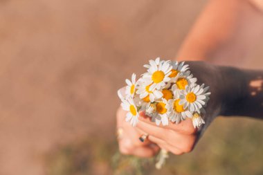 Genç kız elle papatya çiçekler. Düğün arka plan. Yaz arka plan.