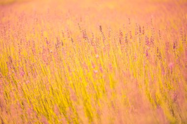 Gün batımında kelebekli lavanta çalıları. Mor lavanta çiçekleri üzerine gün batımı havası. İlham verici yaz çiçekleri arka planı.