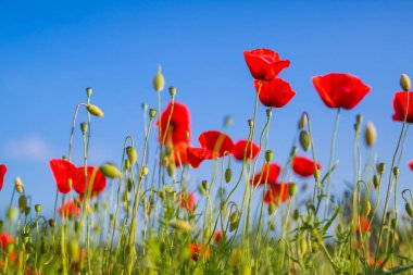 Mavi gökyüzü kırmızı haşhaş çiçekleri. Çim sabah kırmızı haşhaş