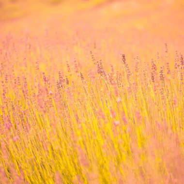 Gün batımında kelebekli lavanta çalıları. Mor lavanta çiçekleri üzerine gün batımı havası. İlham verici yaz çiçekleri arka planı.