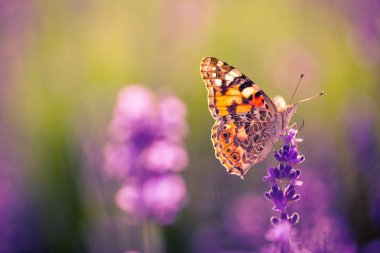 Gün batımında kelebekli lavanta çalıları. Mor lavanta çiçekleri üzerine gün batımı havası. İlham verici yaz çiçekleri arka planı.