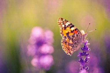 Gün batımında kelebekli lavanta çalıları. Mor lavanta çiçekleri üzerine gün batımı havası. İlham verici yaz çiçekleri arka planı.