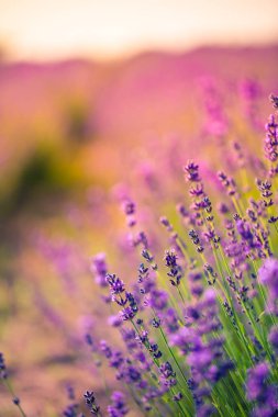 Gün batımında kelebekli lavanta çalıları. Mor lavanta çiçekleri üzerine gün batımı havası. İlham verici yaz çiçekleri arka planı.