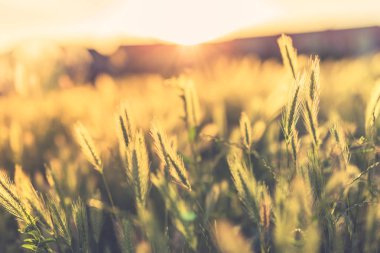 Şirin bahçede güneşli gün, güneş ışığı, Bahçe peyzaj, yaz sezonu güzelliği taze yeşil çim çim üzerinde güzel manzara