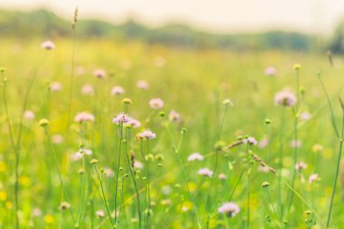 Tasarım için ilham verici doğal arka planlar