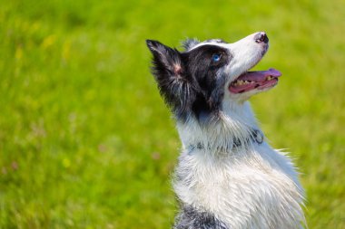 kenar kömür ocağı köpek portre.
