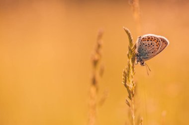 Tasarım için ilham verici doğal arka planlar