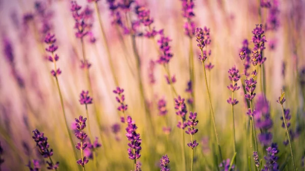 Arbustos de lavanda com closeup borboleta no pôr do sol. Humor de pôr do sol sobre flores roxas de lavanda. Inspiração flores de verão fundo. — Fotografia de Stock