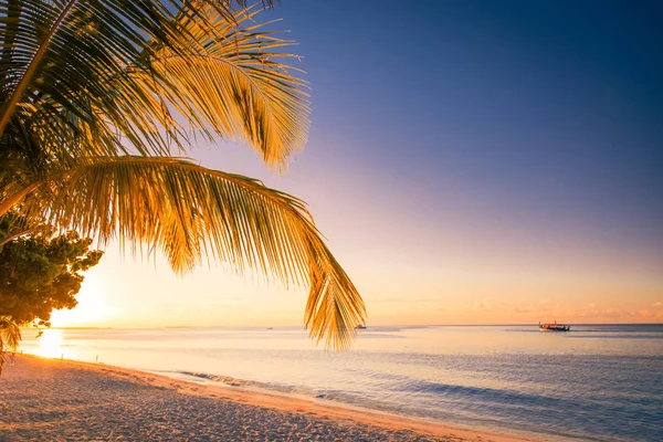 Incredibile spiaggia tropicale. Palma con un'altalena. Rilassante concetto di viaggio estivo di fondo . — Foto Stock