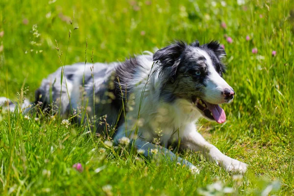 Border Collie a füvön játszott, futás. Kutya élvezi nyári időjárás. Border Collie fajtiszta kutya kint a természetben, egy napsütéses napon póráz nélkül. — Stock Fotó