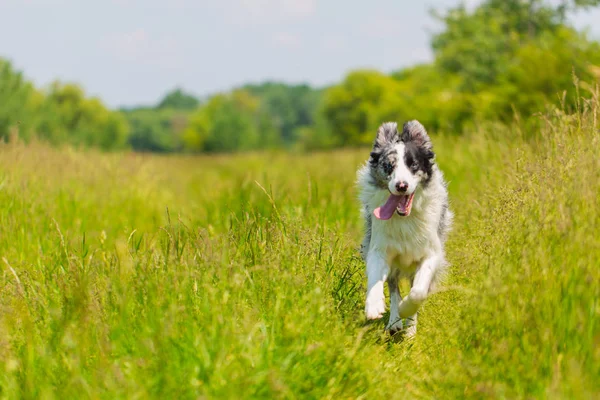 Border Collie in het gras spelen, draait. Hond genieten van het zomerweer. Een rasechte Border Collie hond zonder leiband buiten in de natuur op een zonnige dag. — Stockfoto