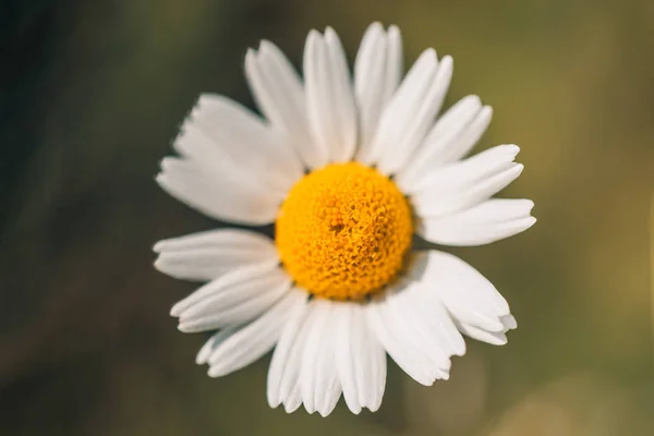 Macro Fleur Marguerite Lumière Naturelle Doux Fond Flou — Photo