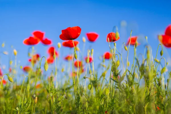 Blauer Himmel rote Mohnblumen. Mohn am Morgen im Gras — Stockfoto