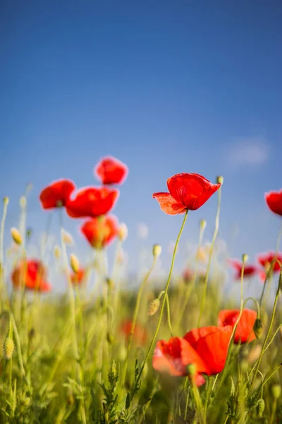 Ciel bleu fleurs de pavot rouge. Coquelicots rouges dans l'herbe le matin — Photo