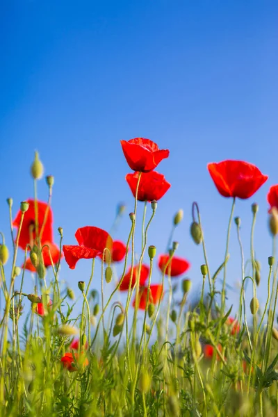 Modrá obloha červený mák květiny. Červené máky v trávě na ranní — Stock fotografie