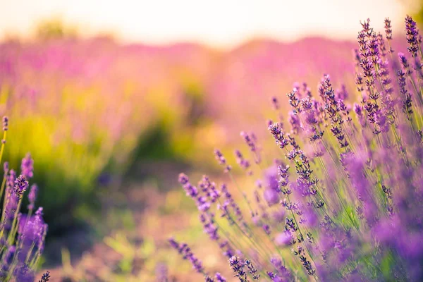 日落时带蝴蝶特写的薰衣草灌木。落日的心情笼罩着紫色的薰衣草花.具有启发性的夏季花卉背景. — 图库照片