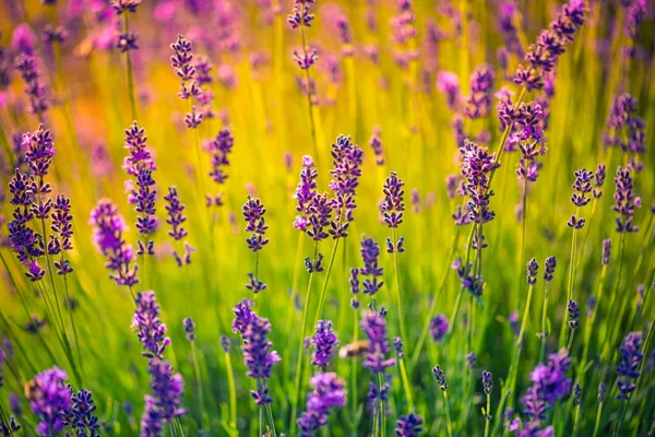 Лавандовые кусты с бабочкой крупным планом на закате. Настроение заката над фиолетовыми цветами лаванды. Вдохновляющие летние цветы фон. — стоковое фото