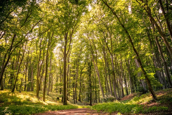 Beautiful green forest — Stock Photo, Image