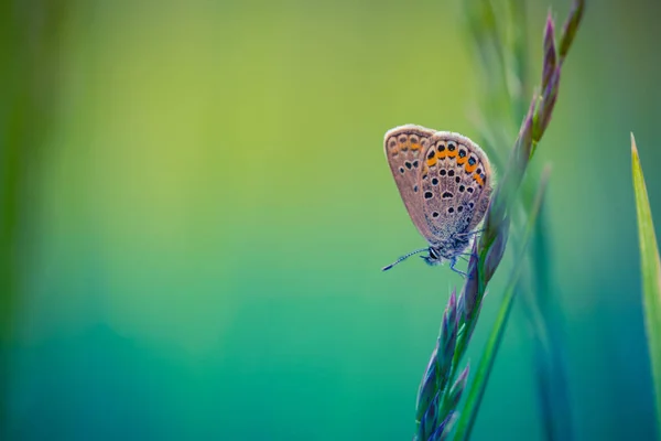 Inspirujące naturalne tło dla projektu — Zdjęcie stockowe