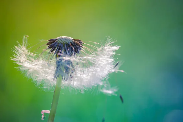 Paardenbloem abstracte achtergrond. Ondiepe scherptediepte. — Stockfoto