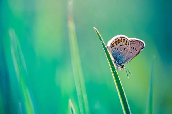 Arbustos de lavanda com closeup borboleta no pôr do sol. Humor de pôr do sol sobre flores roxas de lavanda. Inspiração flores de verão fundo. — Fotografia de Stock