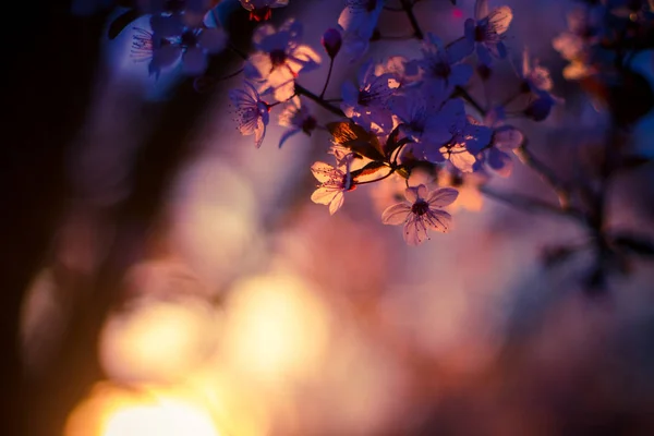 Bela primavera Flores de cereja, flores rosa . — Fotografia de Stock