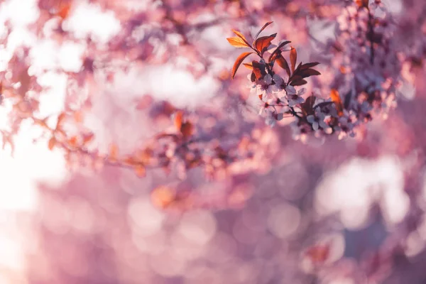 Abstract roze lente bloesem achtergrond met wazig bloemen. Prachtige kersen landschap. Amandel bloesem op de achtergrond wazig natuur — Stockfoto