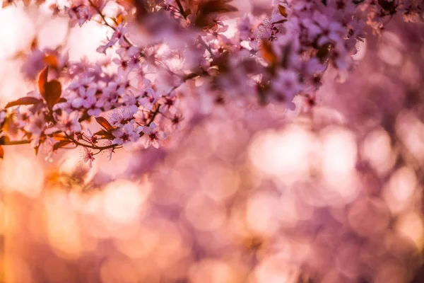 Astratto sfondo rosa fiori primaverili con fiori sfocati. Bel paesaggio di ciliegie. Fiori di mandorlo su sfondo natura sfocata — Foto Stock