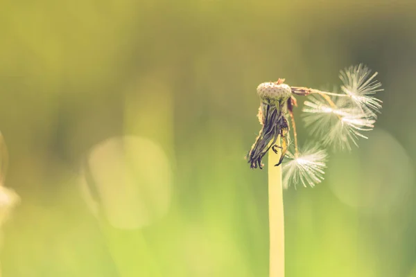 Closeup of dandelion on natural background. Thinker, inspirational relaxing background concept. Make a wish. — Stock Photo, Image