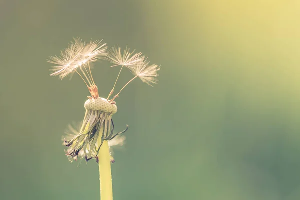 Närbild av maskros på naturlig bakgrund. Tänkare, inspirerande avkopplande bakgrund koncept. Göra en önskan. — Stockfoto