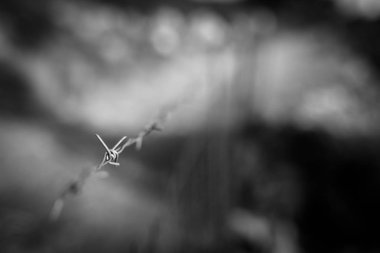 Paslı dikenli tel ile sığ derinlik-in tarla izole