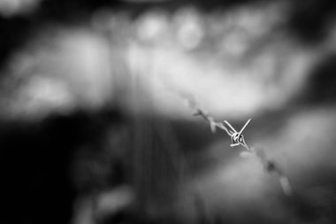 Paslı dikenli tel ile sığ derinlik-in tarla izole