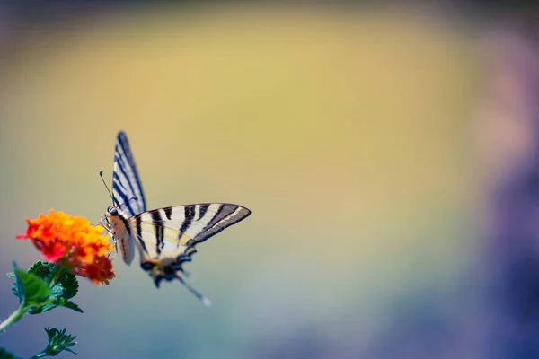 Borboleta bonita e flores. Verão, clima de primavera . — Fotografia de Stock