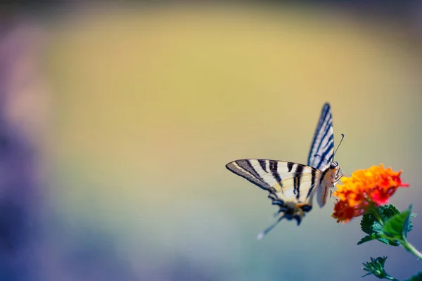 Borboleta bonita e flores. Verão, clima de primavera . — Fotografia de Stock