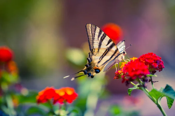 Borboleta bonita e flores. Verão, clima de primavera . — Fotografia de Stock