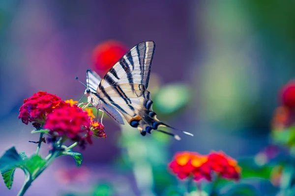 Красивая бабочка и цветы. Лето, весеннее настроение . — стоковое фото