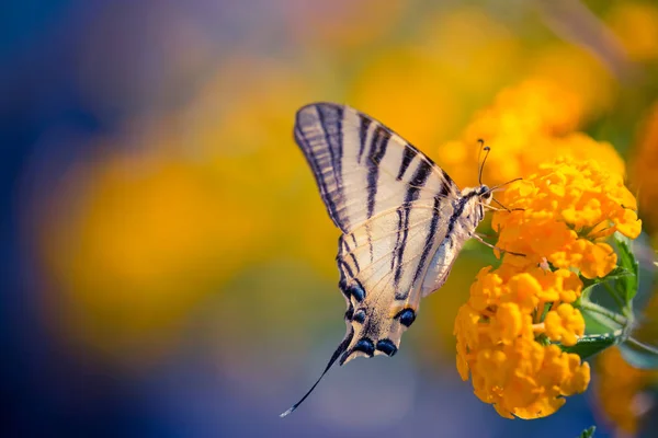 Prachtige vlinder en bloemen. Zomer, lente stemming. — Stockfoto