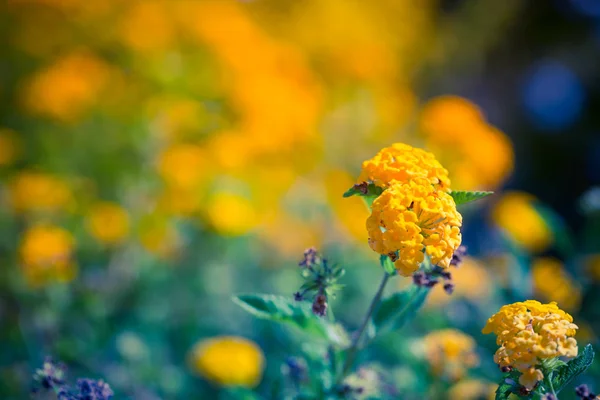 Krásné rozostření pozadí bokeh venku přírodní květina v zelené a žluté tóny — Stock fotografie