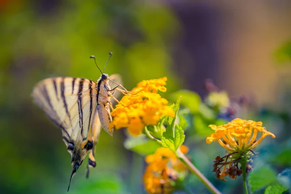 Fundos naturais inspiradores para o design. Flores de verão e borboleta — Fotografia de Stock