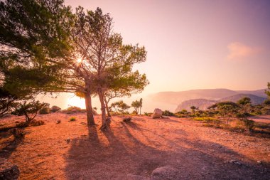 Zen deniz cliff kayalar ve günbatımı bir ağaçtır