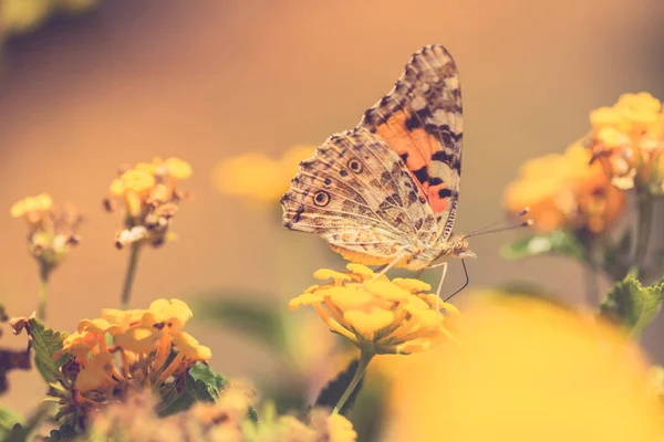 Fundos naturais inspiradores para o design. Flores de verão e borboleta — Fotografia de Stock