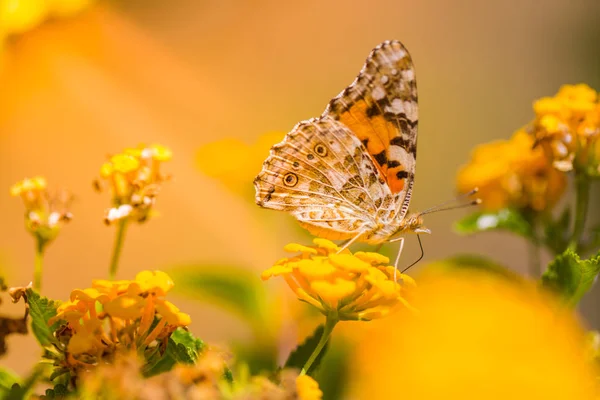 Noche dorada en el prado de verano, paisaje natural. Mariposa vintage y flor de verano en primavera y verano. Hermosa flor césped hierba puesta del sol sol . — Foto de Stock