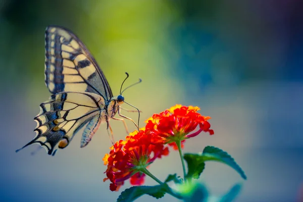 Noite dourada no prado de verão, paisagem natural. Borboleta vintage e flor de verão na primavera e no verão. Linda flor gramado grama pôr do sol luz do sol . — Fotografia de Stock