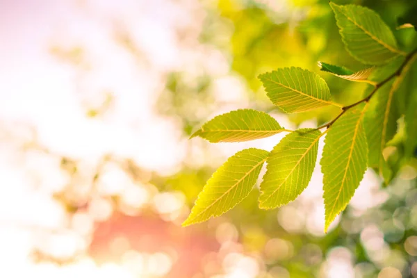 Fresh and green leaves — Stock Photo, Image