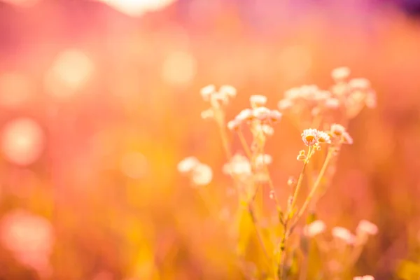 Wilde Wiese rosa Blüten auf Morgensonne Hintergrund. Hintergrund Herbstfeld — Stockfoto