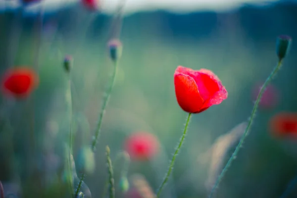 Hermosas flores de amapola roja sobre un fondo borroso verde. Flor de amapola silvestre — Foto de Stock