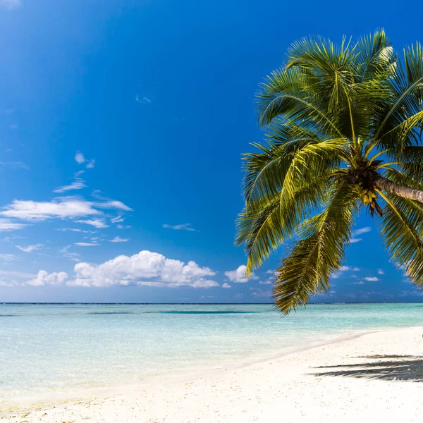 Érintetlen trópusi beach, Maldív-szigetek. Nyári utazás üdülés nyaralás háttér koncepció — Stock Fotó