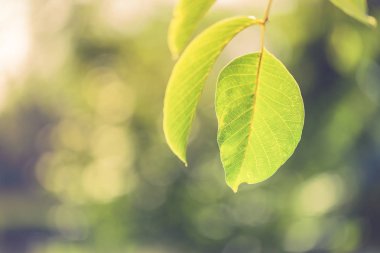 Yeşil yaprak, ekoloji kavramı ve doğa arka plan