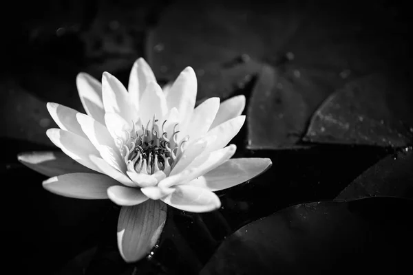 Nénuphar Noir Blanc Fond Floral Abstrait — Photo