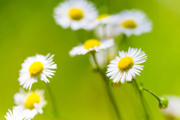 Vackra Daisy Blommor Lugn Sommar Våren Närbild Mjukt Solljus Och — Stockfoto